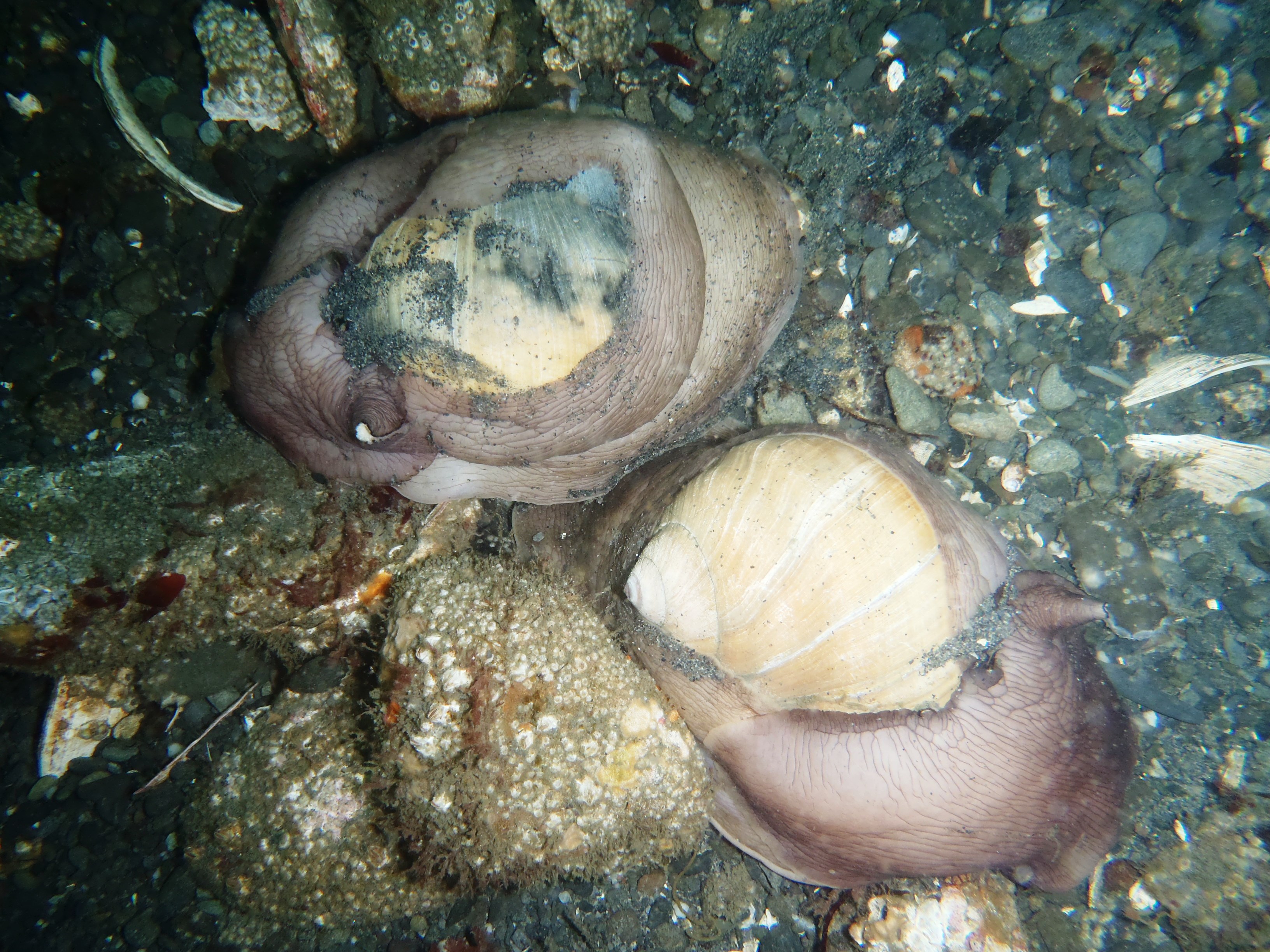Moon snails U.S. Geological Survey